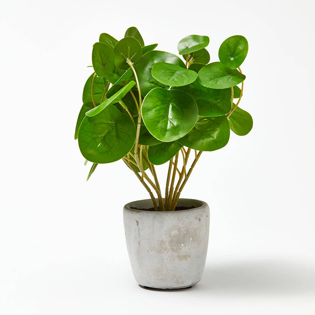 Money Plant In Cement Pot