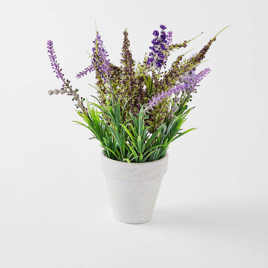 Lavender In Pot