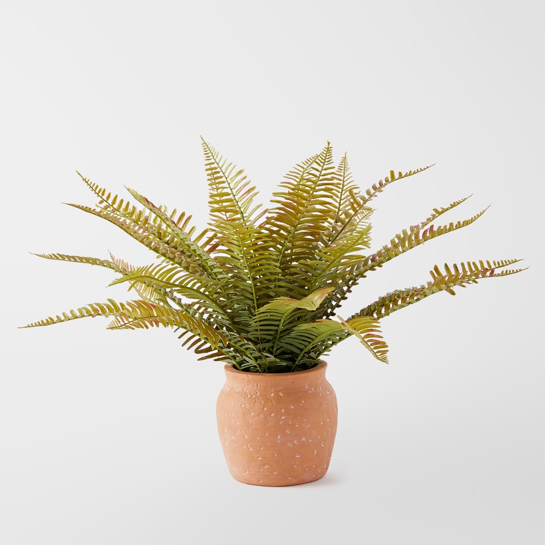 Fern In Terracotta Pot